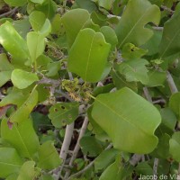 Manilkara hexandra (Roxb.) Dubard